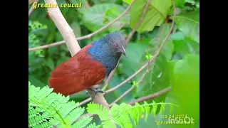 Greater coucal