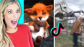 Cute Animals on TikTok that Will Make You Laugh