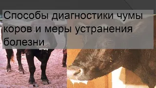 Способы диагностики чумы коров и меры устранения болезни