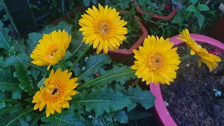 Cúc đồng tiền –cách trồng và chăm sóc để cây ra hoa liên tục Gerbera daisies  growing and care guide