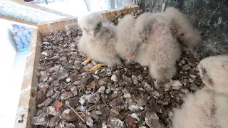 Kestrel Chicks Day 20, 24November 2023