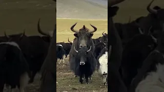 Wild Yak is Much bigger then domestic Yak 😱😱😱#yakfight #biganimals #Tibet #wildlife #wildyak