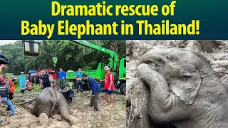 Watch this baby elephant’s rescue from manhole…..