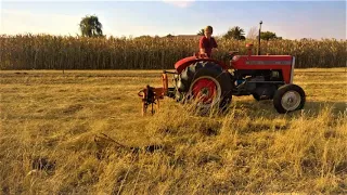 How to mow hay with a sickle bar mower| Massey Ferguson 240