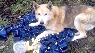 Батайский Хатико: Собака ждала у калитки умершего хозяина