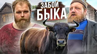 ЗАБОЙ БЫКА 500 КГ / РАЗДЕЛКА БЫКА