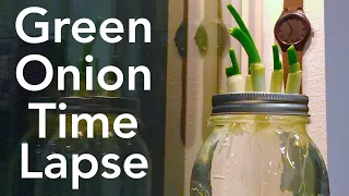 Watch Plants Grow: Regrowing Green Onions Time Lapse