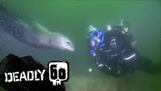 Swimming With A MASSIVE Sea Lion! | Deadly 60 | BBC Earth Kids