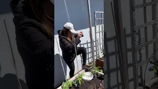 String Trellis. The best method to support tomato plants #gardening #backyardgarden