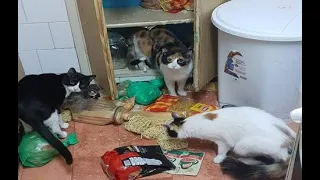 😺 Кто устроил беспорядок?! 🐈 Смешное видео с котами и котятами для хорошего настроения! 😸