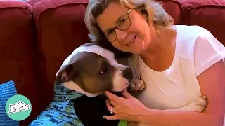 Pit Bull's Tail Can’t Stop Wagging For Grandma | Cuddle Pitties