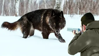 Охотники мстят свирепым волкам за нападение на домашний скот