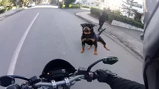 Angry Dogs Vs BIKERS 🌟 DOGS ATTACKED MOTORCYCLE [Ep #02] 🌟 BEST Compilation 2017