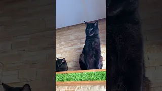 Камышовый кот Вульф наконец-то с Мартой 😻