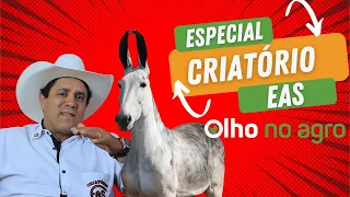 Conheça o incrível criatório de muares E.A.S. em Cornelio Procopio - PR