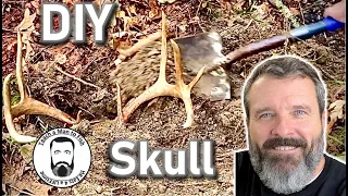 🔵 Clean Deer Skull | How to European Skull Mount Deer | Make Nice Skull Mount l Teach a Man to Fish