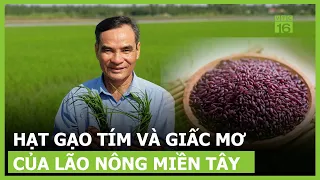 Hạt gạo tím và giấc mơ của lão nông miền Tây | VTC16