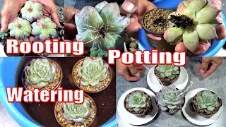 HOW TO Root, Pot and Water NEW SUCCULENTS