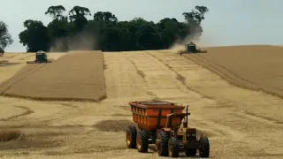 colheita de trigo na cidade de CHIAPETA no Norte do RIO GRANDE DO SUL💪😉👍(2)