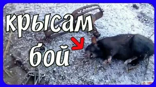 Как поймать крысу на капкан)) уничтожаю грызунов