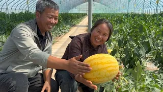 又到吃西瓜的季节了，你知道好吃的西瓜怎么培育出来的吗？