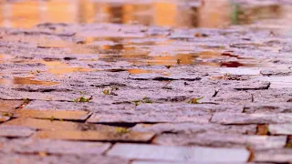 Rain on Pavement:)