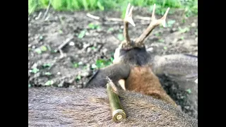 Lov srndaća sa čeke Srbija - High stand Roebuck hunt in Serbia