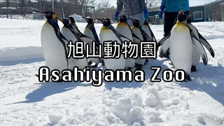 【旭川】【上集】旭山動物園 • 企鵝散步見学