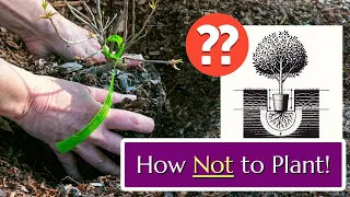 How Not to Plant: Big Holes with Lots of "Stuff"