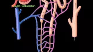 Nephron and Urine Formation