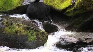 Black Bear Catching Salmon Anan Creek Alaska 2013