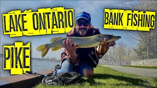 Bank fishing for pike in Lake Ontario - Pike opening weekend 2020