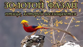 ЗОЛОТОЙ ФАЗАН - Птица, которой восхищаются