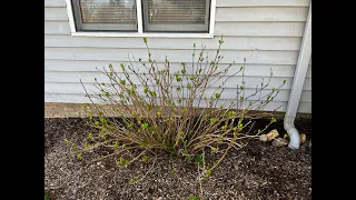 How to Prune Hydrangeas in Spring