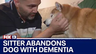 Dog sitter abandons senior dog with dementia | FOX 13 Seattle