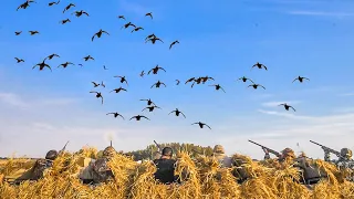 ALBERTA AFTERNOON FIELD DUCK HUNT! (Limited Out)