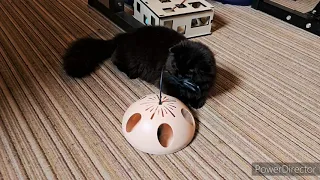 Sweet black kitten plays with new toy