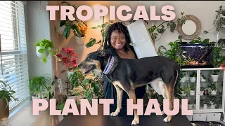 TROPICALS PLANT HAUL! Fun Rare plant haul!