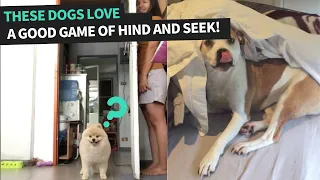 Playing Hide and Seek With Dogs I Compilation