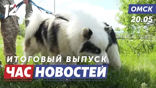 Фестиваль собак / Подтопление / Помощь пострадавшим. Новости Омска