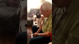 Adorable Grandpa And Cat Pat Each Other