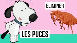 Comment éliminer les puces ? Comment tuer les puces ? Les différents traitements contre les puces