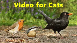 Videos for Cats to Watch - Birds From A Cats Perspective - 8 HOURS of Cat TV
