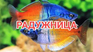 РАДУЖНИЦА. УХОД , СОДЕРЖАНИЕ, СОВМЕСТИМОСТЬ, КОРМЛЕНИЕ И РАЗВЕДЕНИЕ