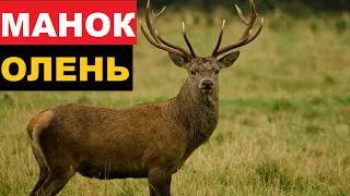 🔊ЗВУК (ГОЛОС) ОЛЕНЬ 2