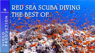 Red Sea Scuba Diving, The Best of.. from Sharm el Sheikh to Marsa Alam