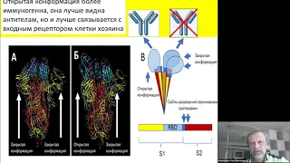 Патологии при COVID-19: от поражения легких до ацидоза и сатурации крови с точки зрения биофизики