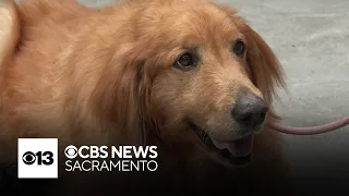 California golden retriever's fitness journey takes social media by storm