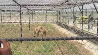 Lion eating Goat Alive at Omu resort in lekki, lagos I Lion in Africa