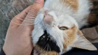 Loving Calico cat with recent neuter surgery